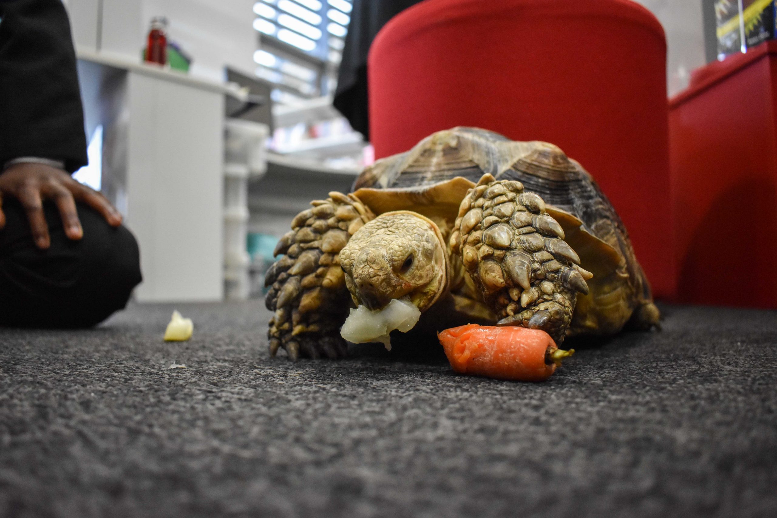 A visit from Horris the tortoise